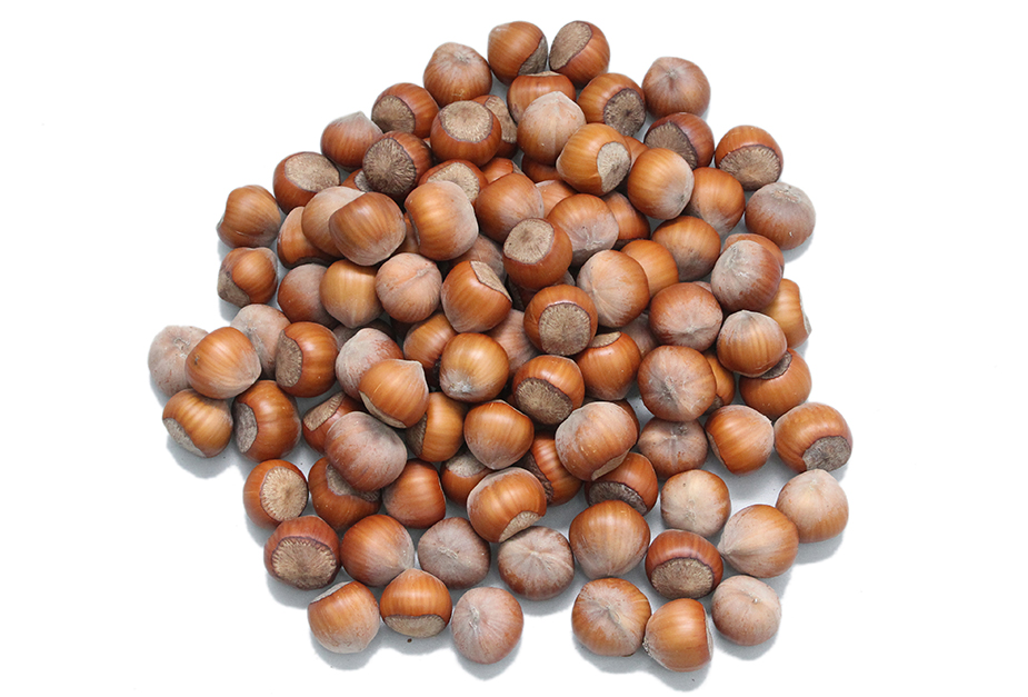 Qabıqlı Fındıq